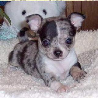 merle chihuahua price